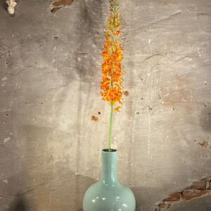 Zijden Eremurus oranje