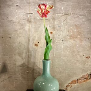 Zijden papegaai tulp rood met creme