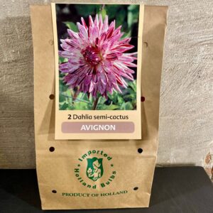 Dahlia knollen kleur lila roze lichte streep