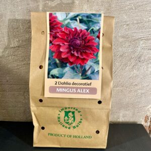 Dahlia knollen kleur rood bordeaux