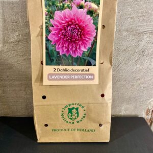 Dahlia knollen kleur roze
