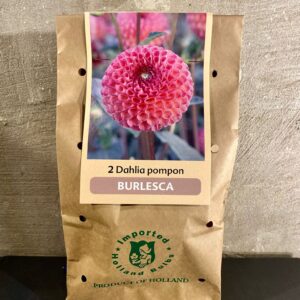 Dahlia knollen kleur roze en licht roze