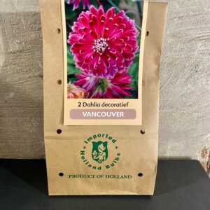 Dahlia knollen kleur roze fuchsia