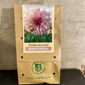 Dahlia knollen kleur roze met vleugje lila