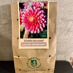 Dahlia knollen kleur roze tinten
