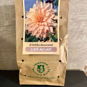 Dahlia knollen kleur zalm roze