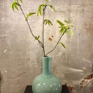 Zijden esdoorn groen