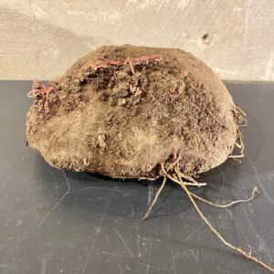 Cyclamen knol