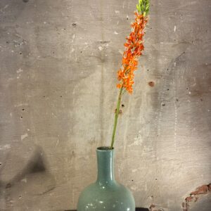Zijden Eremurus oranje