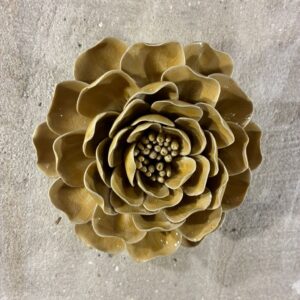 Muurbloem caramel charm peony