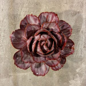 Muurbloem dewberry camellia