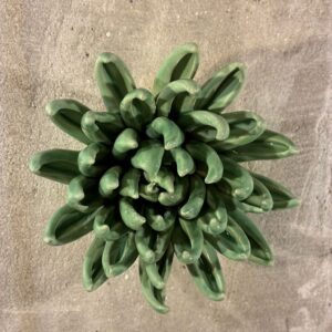 Muurbloem jade green succulent