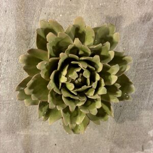 Muurbloem peridot comanche peony