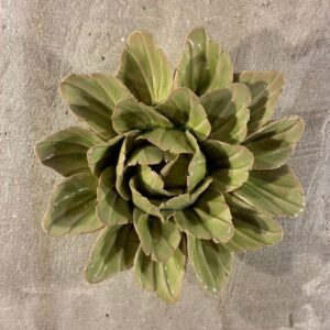 Muurbloem peridot sorbet peony
